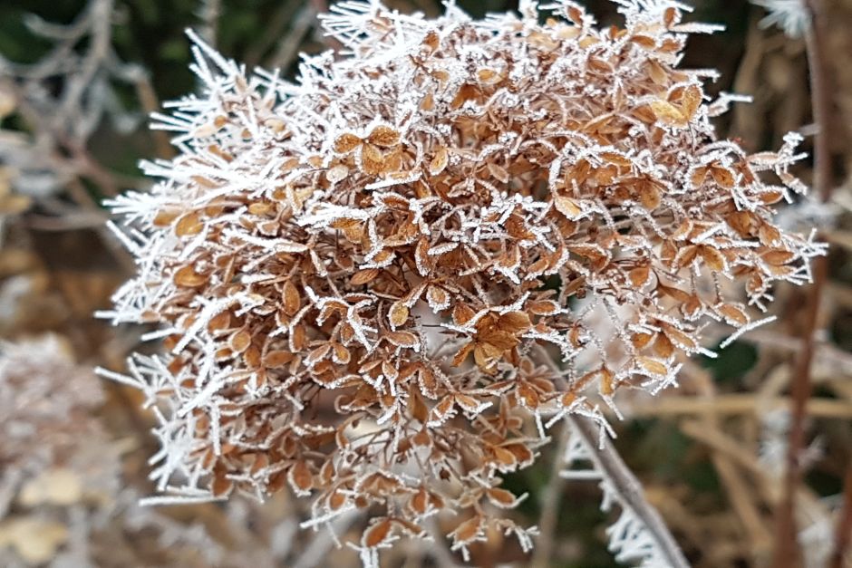 vereiste Schneeballblüte