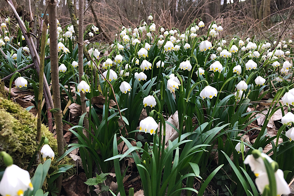 Frühlingsknotenblumen im Wald