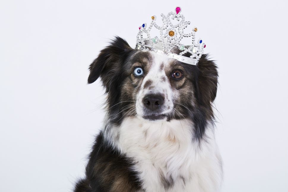 Ein Hund mit einer Krone am Kopf, dies symbolisiert, dass wir statt in einen Ausnahmezusatnd zu schlittern unsere innere Krone aufsetzen sollten und heiter weiter gehen sollen
