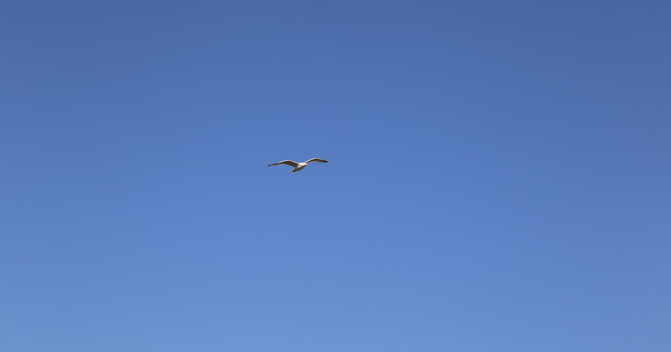 Blauer Himmel - in der Mitte eine Möwe im Flug