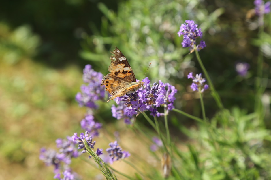 Orange, schwarzer Schmetterling auf einer Lavendelblüte - rundherum noch mehrere Lavendelblüten. Im Hintergrund grüne Wiese leicht verschwommen