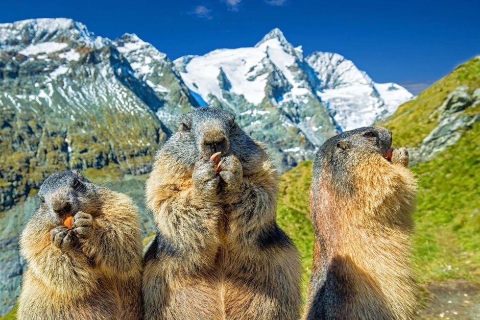 3 Murmeltiere auf Bergwiese