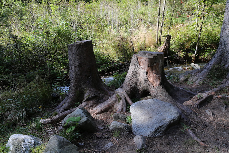 zwei Baumstämme im Wald, grün und braune Farbtöne