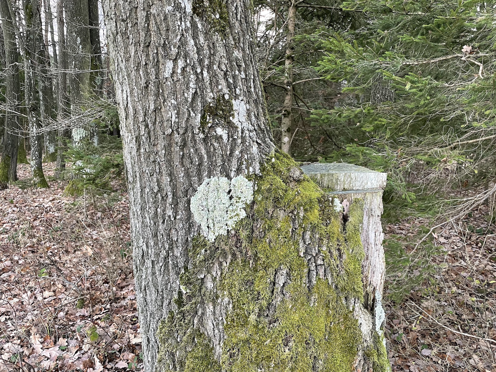 zweiteiliger Baum mit abgeschnittenem Baumstamm rechts - Moosherz am Stamm