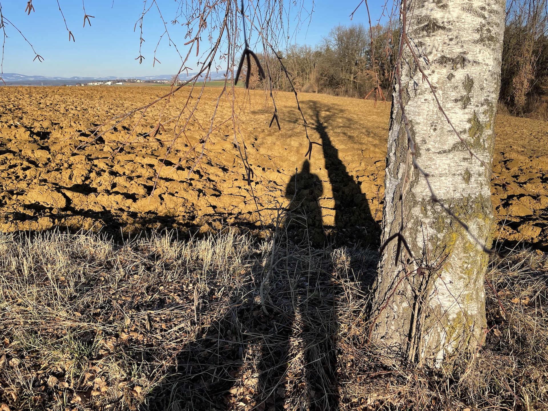 Baumstamm einer Birke, Schatten von Mensch, Hund und Baumstamm