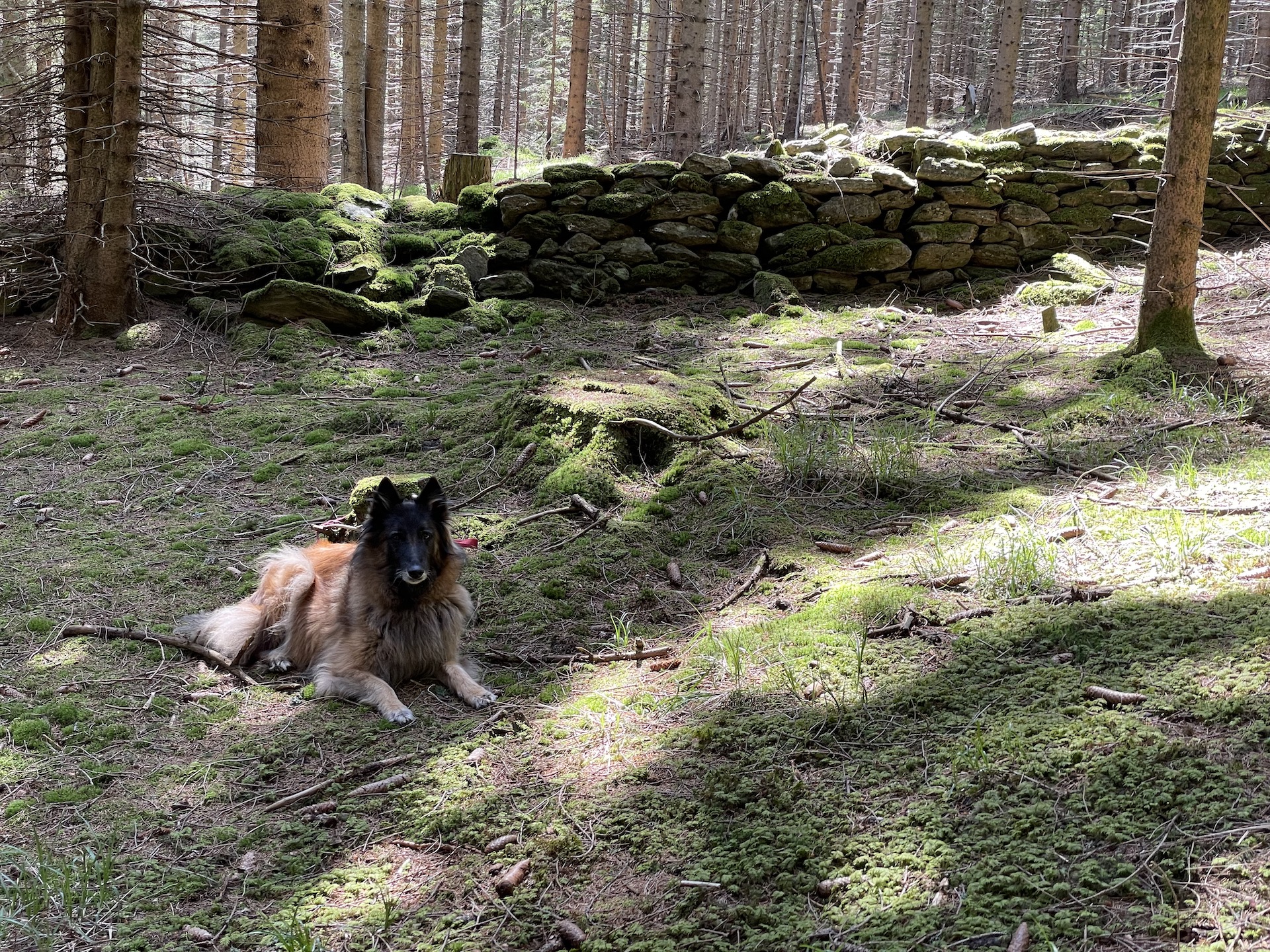 vermooster Wald mit Baumstumpf, daneben eine Hündin mit Blick in die Kamera. Mystischer Platz...