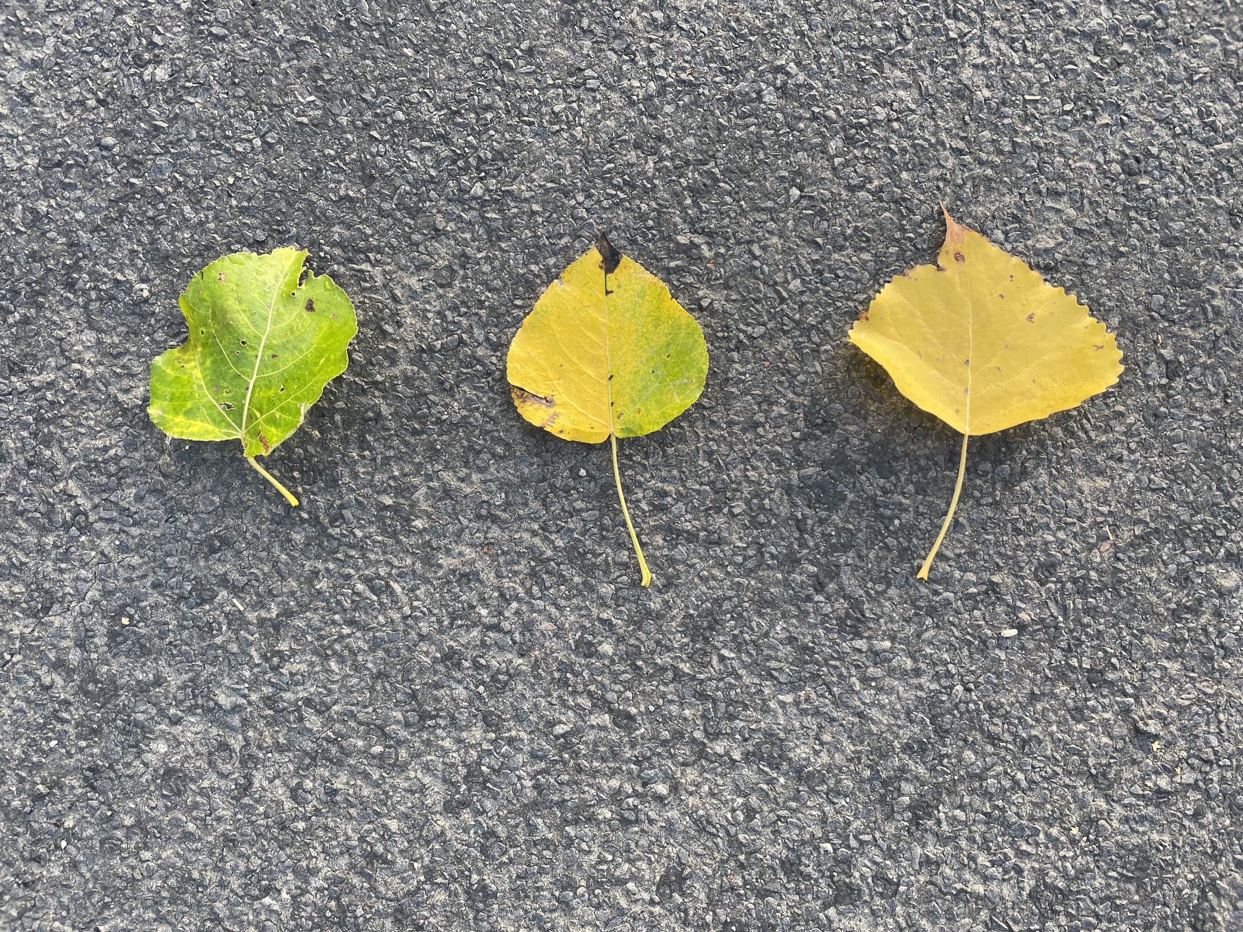 3 Blätter auf Asphalt