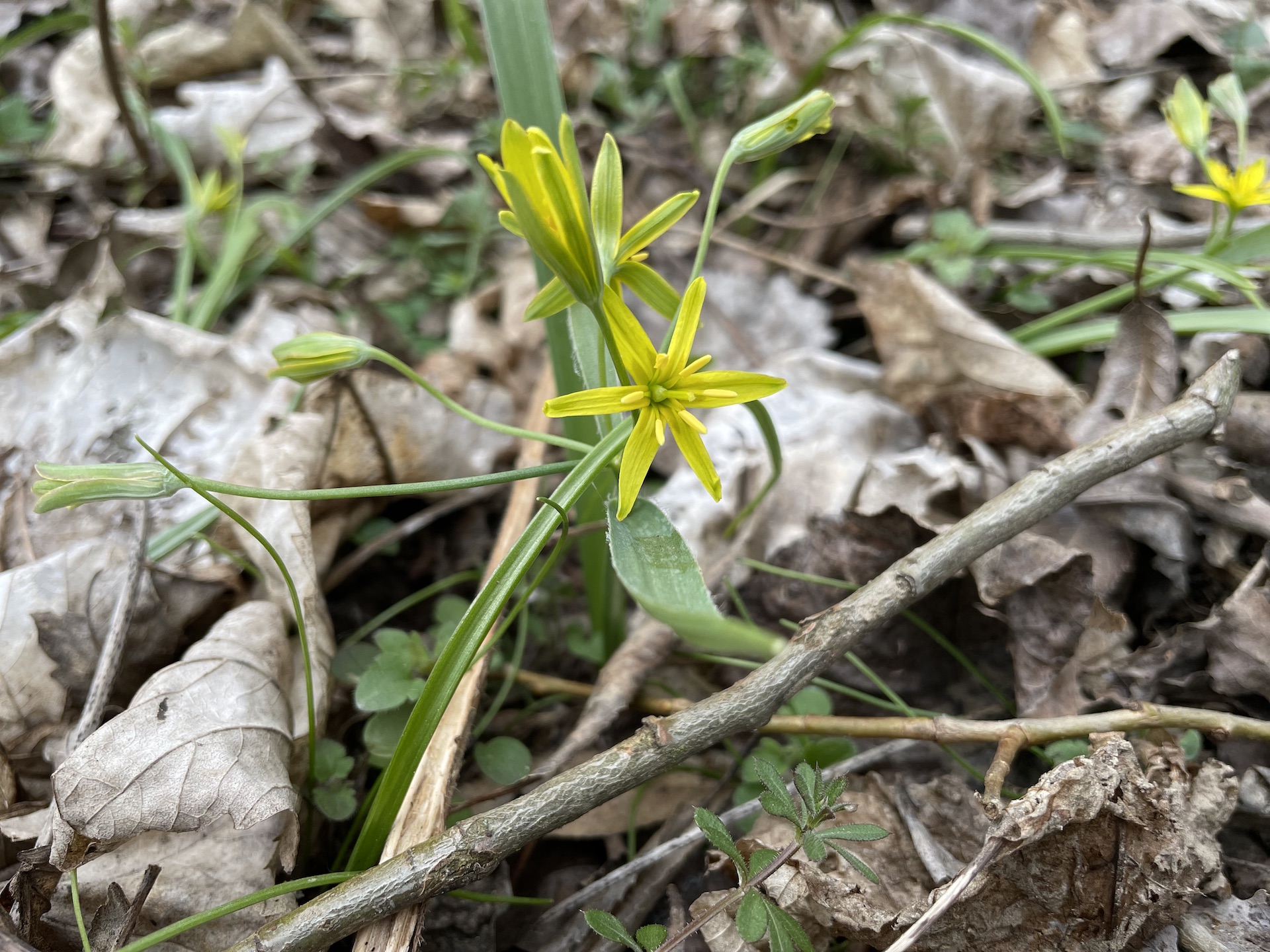 gelbe zarte Blüte auf Waldboden