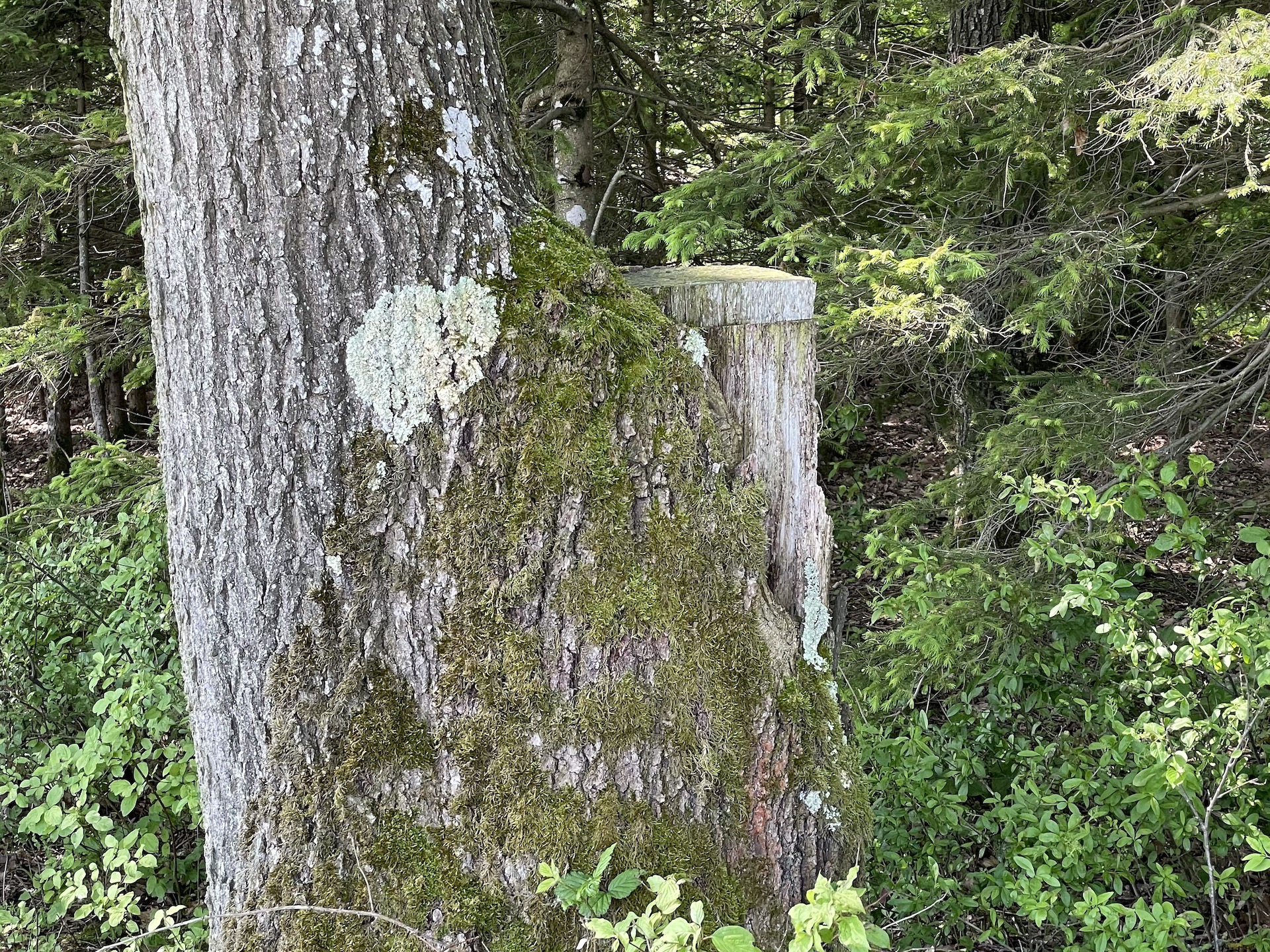 Moosherz auf einem Baumstamm im Wald